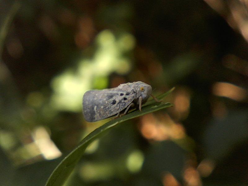 Metcalfa pruinosa